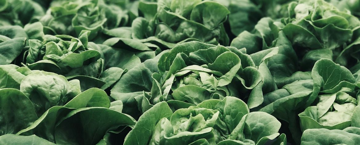 pina-messina-Oc3fP0FXJbU-unsplash pina-messina-Oc3fP0FXJbU-unsplash